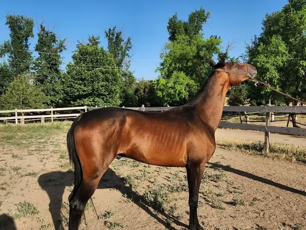 Caballo, Akhal-Teke