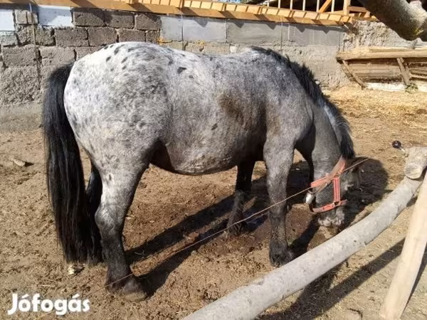 Cheval, Appaloosa