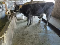 Vache, Russian Black pied cattle — photo 4