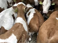 Taureau, Simmental cattle — photo 4