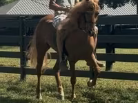 Cheval, Rocky Mountain Horse — photo 7