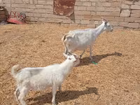 Chèvre, Toggenburg goat — photo 3