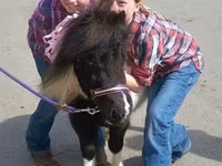 Mare, Miniature horse — photo 6