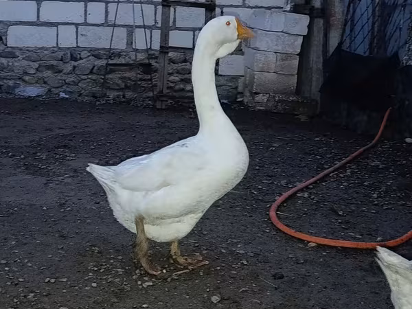 Geese