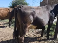 Kuh, Russian Black pied cattle — Foto 2