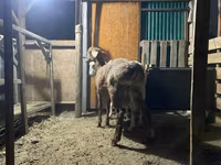 Widder, Rhon sheep — Foto 2