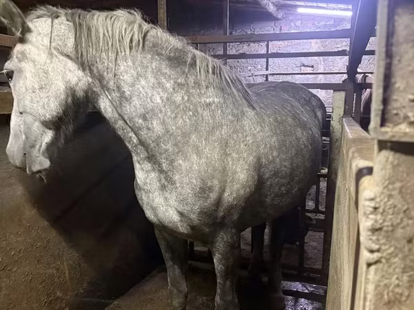 母马, Horses