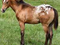 Mare, Appaloosa — photo 4
