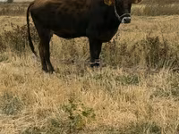 母牛, Swiss cattle — 照片 4
