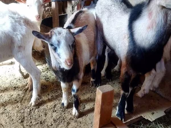 Cabra, Cabras