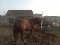 Cheval, Soviet Heavy draft — photo 2