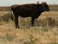 母牛, Swiss cattle — 照片 3