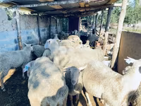 كبش, Merinoland sheep — الصورة 2