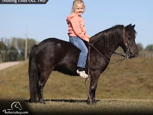 Caballo, Caballos