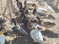 Ducks — 照片 3