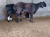 母羊, Sheep — 照片 7