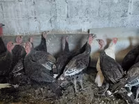 Turkeys — photo 4