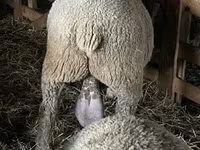 公羊, Ile-de-France sheep — 照片 2