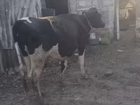 Kuh, Wilder Yak — Foto 3