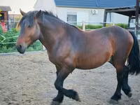 Horse (M), Međimurje horse — photo 3
