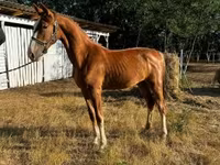 Klisna, Dutch warmblood horse — foto 2