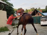 حصان, Karabair horse — الصورة 7