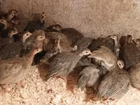Guinea fowl — foto 4