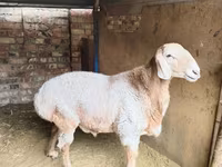 公羊, Arashan sheep — 照片 1