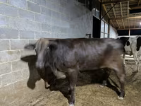 Kuh, Brahman — Foto 4