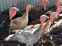 Turkeys — photo 1
