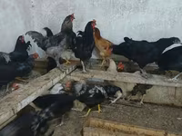 Australorp — photo 4