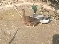 Ducks — الصورة 1
