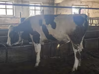 Toro, Simmental cattle — foto 4