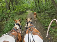 Cheval, Pinto horses — photo 4