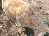 Carnero, Assaf sheep — foto 2