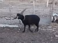 Кочкор, Шетланд койу — сүрөт 2