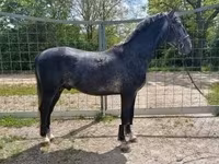 Kůň, Lipizzaner — foto 3