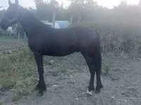 Kůň, Friesian — foto 3