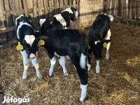 ثور, Russian Black pied cattle — الصورة 2