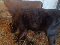 सांड, Simmental cattle — फ़ोटो 3