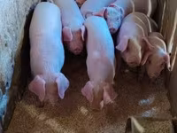 Boar, Pigs — photo 4