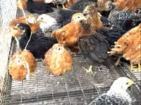 Chickens — Foto 2