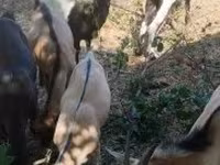 Kozel, Kozy — foto 4