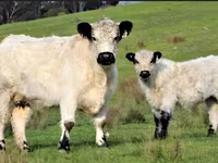 Vache, Vache galloise — photo 1