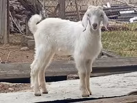 बकरा, Damask goat — फ़ोटो 4