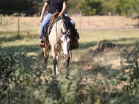 Klisna, Quarter Horse — foto 5