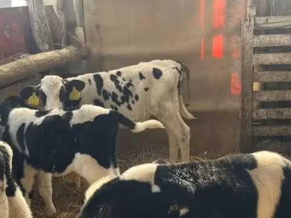 Býk, Russian Black pied cattle