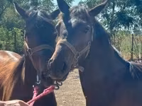 घोड़ी, Nonius horse — फ़ोटो 3