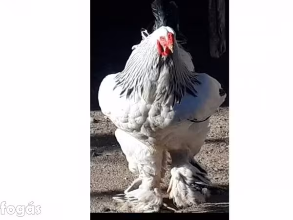 Brahma