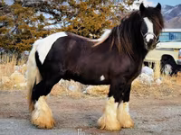 Stute, Gypsy horse — Foto 7